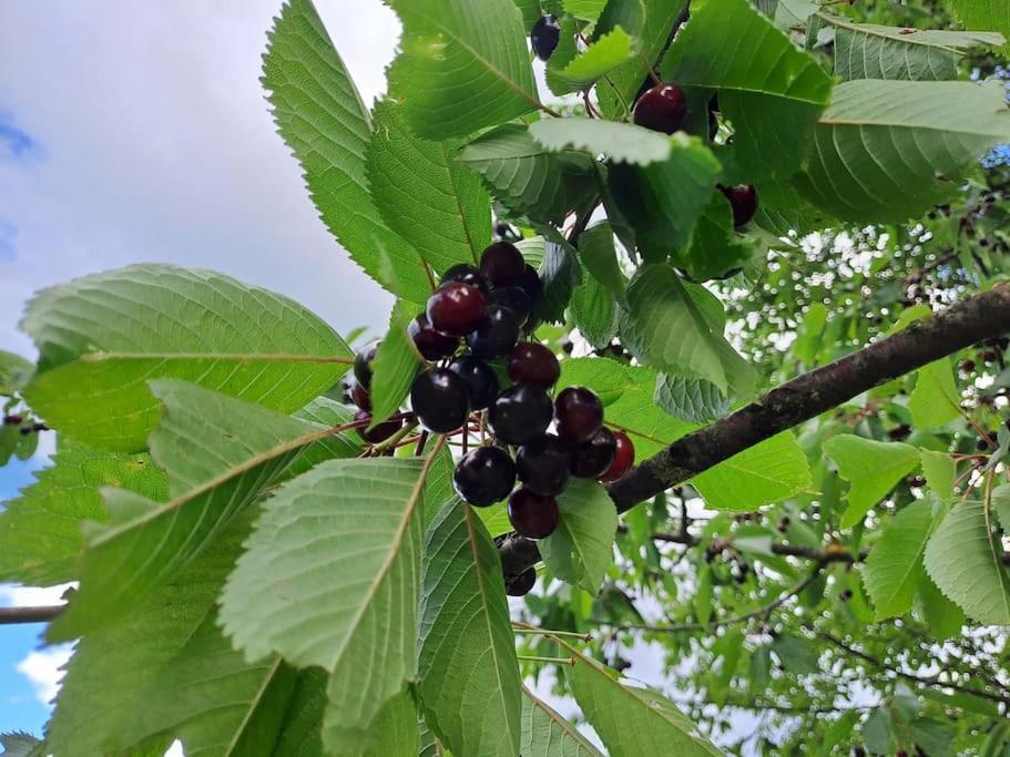 Pod Vinogradi Daire Skocjan  Dış mekan fotoğraf