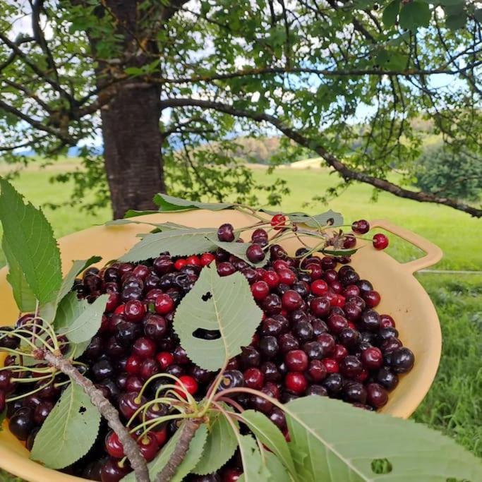 Pod Vinogradi Daire Skocjan  Dış mekan fotoğraf