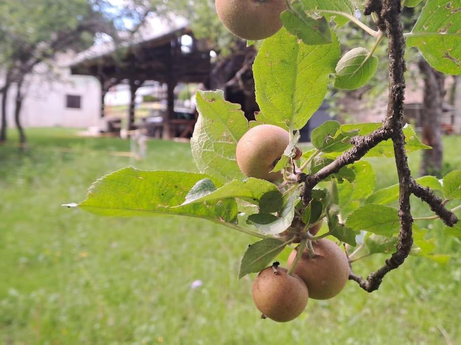 Pod Vinogradi Daire Skocjan  Dış mekan fotoğraf