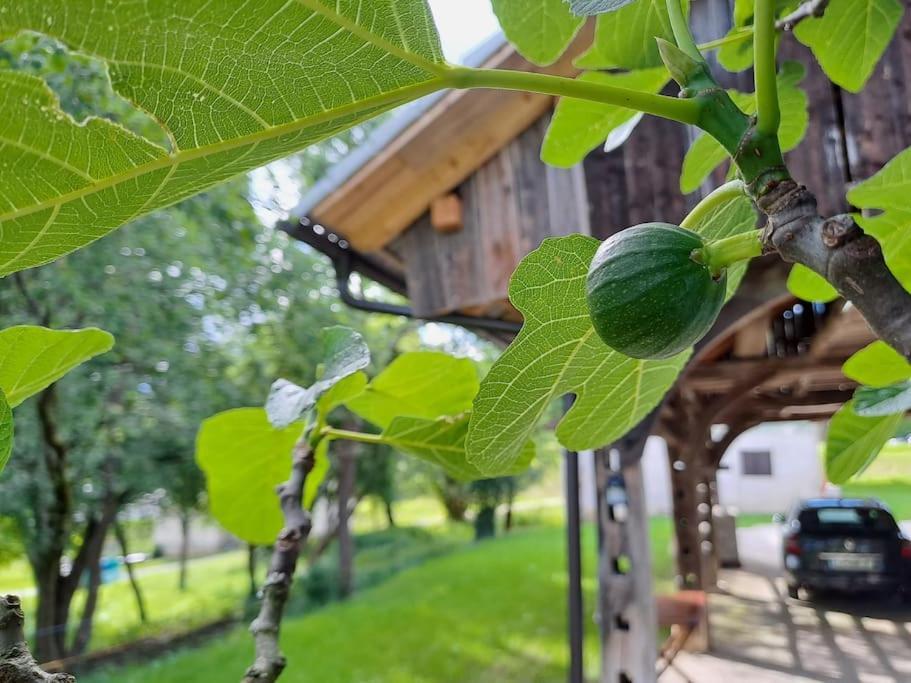 Pod Vinogradi Daire Skocjan  Dış mekan fotoğraf